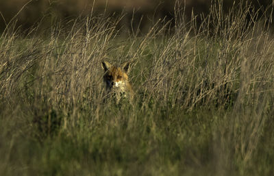 Portrait of an animal on grass