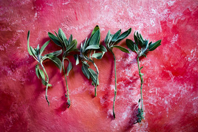 High angle view of herbs on red table