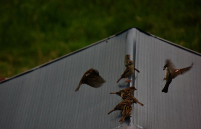 Close-up of birds flying