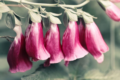 Close-up of pink flower hanging on plant