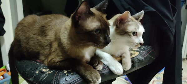 Close-up of two cats