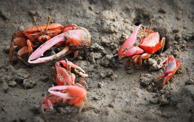 Close-up of red crab