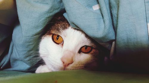 Portrait of cat relaxing on bed at home