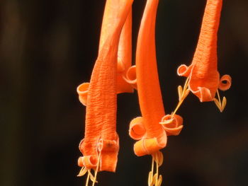 Close-up of orange flower in sea
