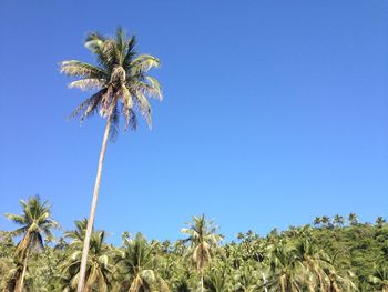 Low angle view of palm trees against clear blue sky