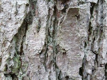 Full frame of tree trunk