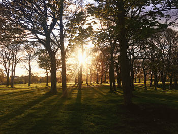 Sunlight streaming through trees in park