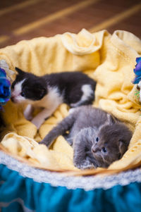 Kittens in basket