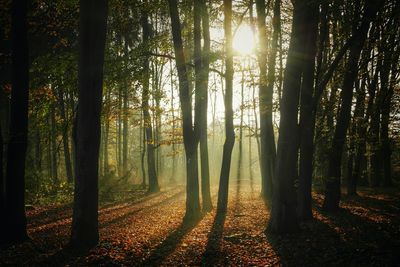 Sun shining through trees