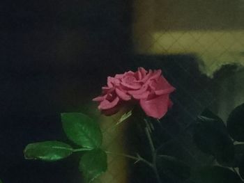 Close-up of rose bouquet against black background