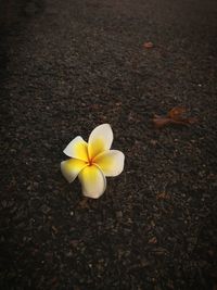 High angle view of frangipani blooming outdoors