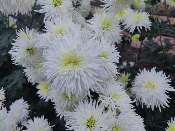 Close-up of white flowering plants