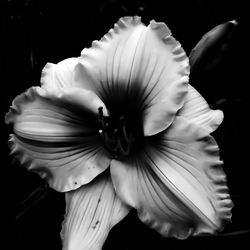 Close-up of white flower against black background