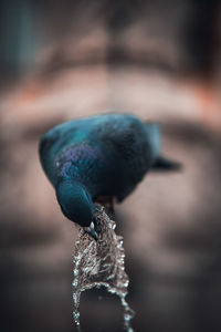 Close-up of bird drinking water 