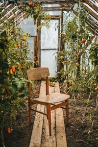 Chair in greenhouse