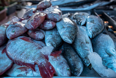 Close-up of fish for sale in market