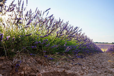 Purple flowering plants on field against clear sky