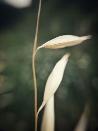 Close-up of white flowers