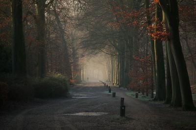 Trees in forest during autumn