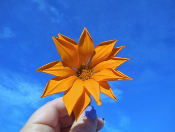 Low angle view of yellow flower against blue background