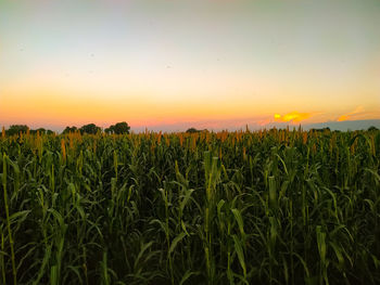 Crops growing on field against sky during sunset