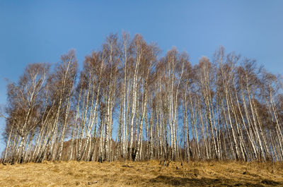 Low angle view of trees on field against clear sky