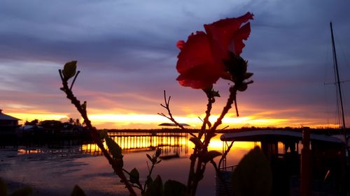 Silhouette of red flower against sky during sunset