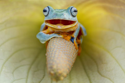 Close-up of a frog