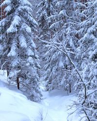 Snow covered land and trees in forest
