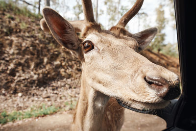 Close-up of deer