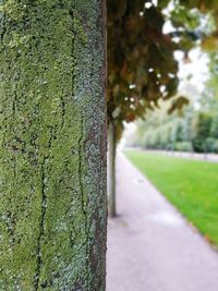 Close-up of tree trunk