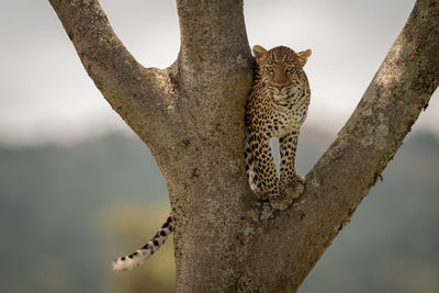 Leopard on tree trunk