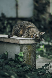 Close-up portrait of cat on retaining wall