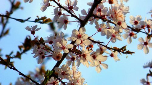 Low angle view of cherry blossoms in spring