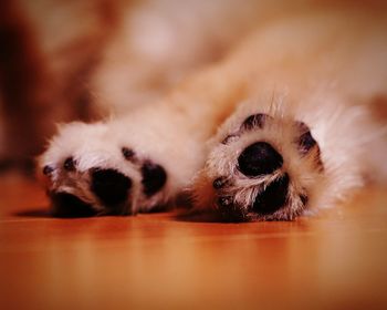 Low section of dog legs on hardwood floor