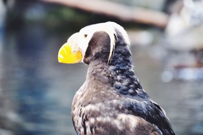 Close-up of a bird