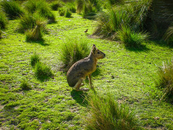 High angle view of squirrel on field