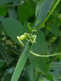 Close-up of flower bud