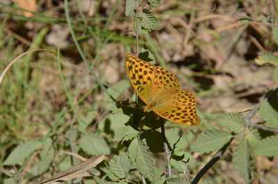 Close-up of butterfly on plant