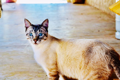 Portrait of cat sitting outdoors