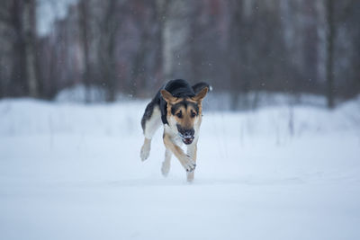 Dog running in snow