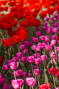 Full frame shot of red flowering plants