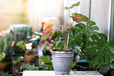 Close-up of potted plant on table