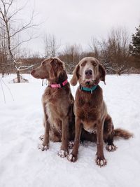 Dogs on snow covered land