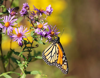 Close-up of butterfly pollinating on purple flower