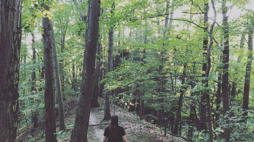 Panoramic view of trees in forest