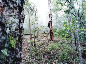 Trees growing in forest