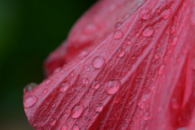 Close-up of raindrops on pink leaf