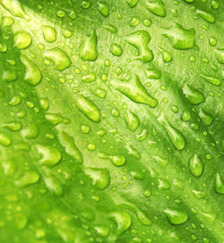 Macro shot of wet leaf