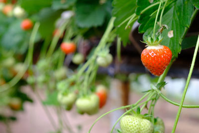 Close-up of strawberry on plant